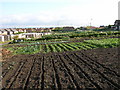 Allotments, Malton