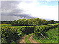 SU4070 : Farmland near Wickham by Pam Brophy