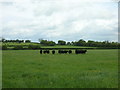 ST4023 : Farmland between Drayton and Hambridge by Liz Martin