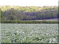 Field of beans at Morton Spirt