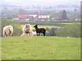 Black Lamb at Cowsden