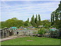 Allotments, near Moston Manchester.