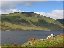 NN8127 : Ewe and lamb, Loch Turret. by Richard Webb