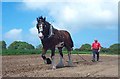 Dyfed Shire Horse Farm