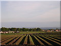 Ridges and furrows near Wellbank