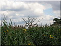 Blake End Maize Maze