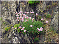 S8507 : Local Cliff Flora by Pam Brophy