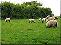 X1780 : Sheep Pasture near Grange by Pam Brophy