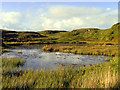 V7535 : Hilltop Bog Pond by Pam Brophy