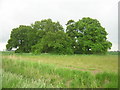 Copse off Three Bridges Lane, Saltfleetby St Peter