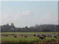 Cows grazing in meadow Aldeburgh Suffolk