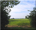 Field, Codham Hall Lane, Great Warley, Essex