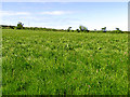 V4199 : Farmland near Reenbeg Point by Pam Brophy
