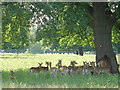 Deer sheltering from the noon day sun