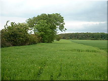 SD4441 : Farmland near Wildboar Farm by David Medcalf