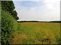 SU5469 : Fallow Field near Bucklebury by Pam Brophy