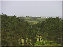 SW5532 : Conifers overlooking St Michaels Mount by Stuart and Fiona Jackson