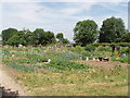 Allotments, New Denham