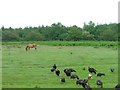 Turkeys,  Strathcoil