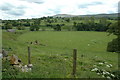 Football Pitch for Sheep