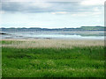 Reed beds, Kingoodie bay