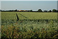 Wheat Field between Sandy Lane and Warrington Road