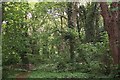 The path leading through the woods between Netley Church and the Abbey