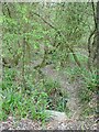 Deciduous Woodland, Southwater Country Park, Southwater, West Sussex