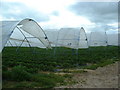 Polytunnels