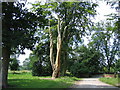 Tree Sculpture, Haslam Park, Ashton