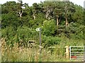 Footpath near Ruallt