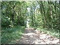 Tree lined bridleway near Ewood Farm