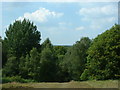 Viewpoint at Holmwood Common