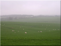 SU0306 : Sheep grazing in Horton Hollow by Jim Champion