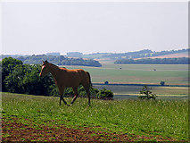 SU3177 : Race Horse Paddock on Farmland at Kingwood Stud by Pam Brophy
