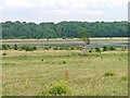 Bowesfield Nature Reserve