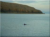 SH3124 : Porth Ceiriad dolphin by David Medcalf