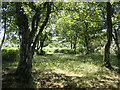 In the shade of the silver birch trees, Godshill ridge, New Forest