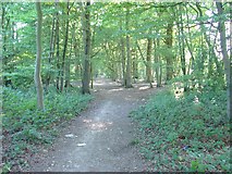 TQ2335 : Bridleway through trees from Ifield West (Crawley) to Carylls Lea Junction (Faygate). by Pete Chapman