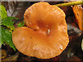 Mushroom Growing in a Beech Wood