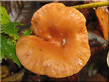 SU5668 : Mushroom Growing in a Beech Wood by Pam Brophy