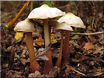 SU5870 : Mushrooms in Woodland along The Avenue by Pam Brophy