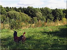 SU5161 : Farmland near Headley by Pam Brophy