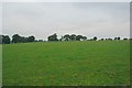 Open Pasture, Croft.