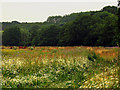 Wild Flowers in Field near Thatcham