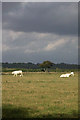 SY7787 : Field with grazing cows by Bob Ford