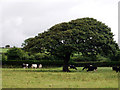 Cattle grazing