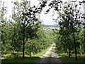 Old cider apple orchard