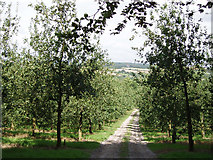 SW7750 : Old cider apple orchard by Sheila Russell