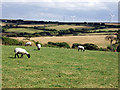 Sheep grazing near Callestick Vean